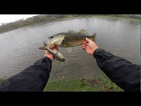 Fishing Big Swimbaits for Texas Bass! (Bull Shad Glide)