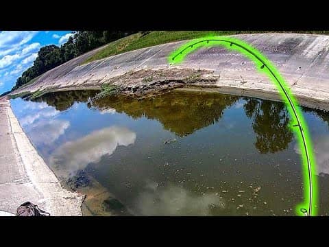 This DITCH is FULL  of FISH! (Unexpected Creatures)