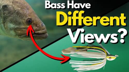 The Science Behind the Strike Zone and How We Often Mess it Up | Bass Fishing Tips