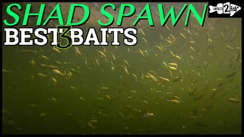 3 Go-To Shad Spawn Lures for Bass Fishing