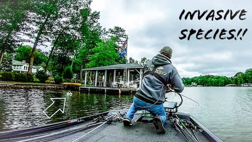 Fishing for INVASIVE SPECIES on a POPULAR LAKE!! || Lake Gaston Fall Bass Fishing