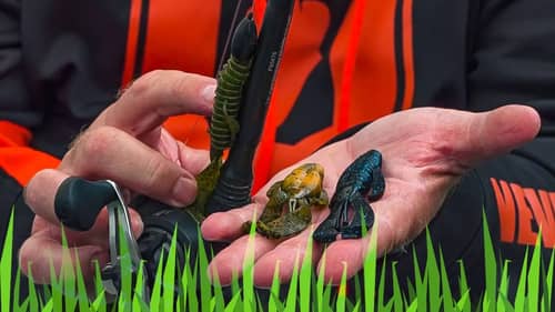 BEST Tips for How to Catch Bass Fishing in Grass