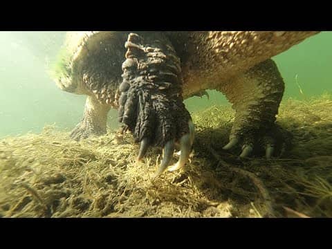 Giant snapping turtle gets REALLY close to underwater camera