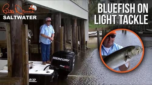 Bluefish on Light Tackle | Bil Dance Saltwater