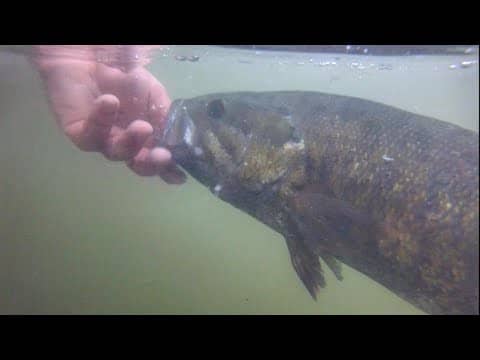 FINDING SUMMER TIME RIVER SMALLIES FROM THE KAYAK     || 1ST 90F DAY||