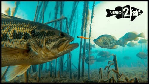 Incredible Underwater Video of Panfish and Bass 🎥