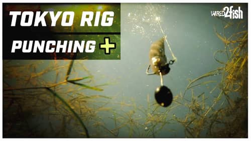 4 Ways a Tokyo Rig Outperforms a Punch Rig for Bass