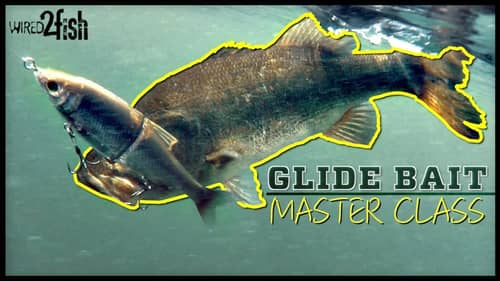 Glide Bait Bass Fishing 🐟 | Everything You Need to Know ‼️