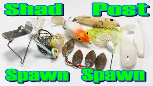 CATCH MORE BASS During the SHAD SPAWN