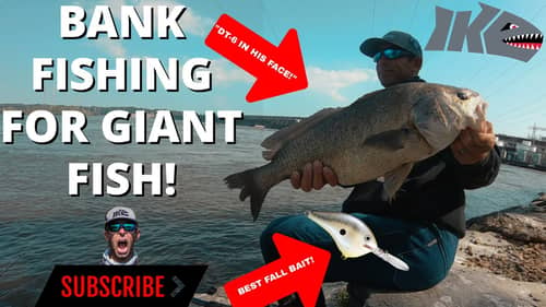 Bank Fishing Giant Fish!