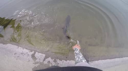 Giant Bass in Small Irragation Canal