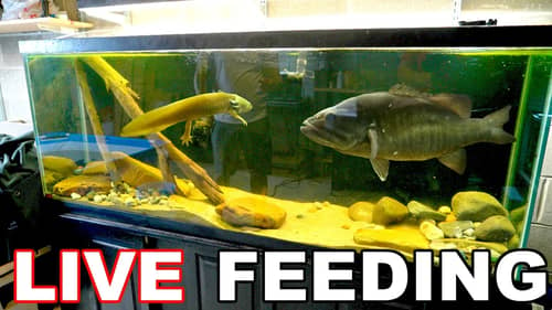 Feeding GIANT Amphibians to SAVAGE Pet Bass!!! (Biggest Meal EVER)