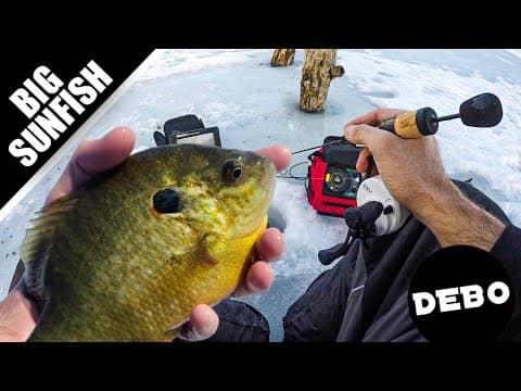 Ice Fishing for Crappie, Bluegill and BIG Sunfish! (Catch and COOK)