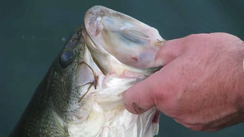 How To Hold A Bass The Right Way | Bass Fishing
