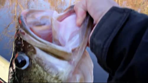 17 lb Bass Caught on a Goldfish (Update)