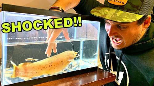 Repeatedly SHOCKED by Electric Catfish while Feeding! (PAINFUL)