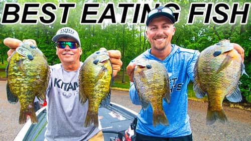 BEST EATING FISH THERE IS?? BIG BLUEGILL CATCH AND COOK!! (SECRET RECIPE)