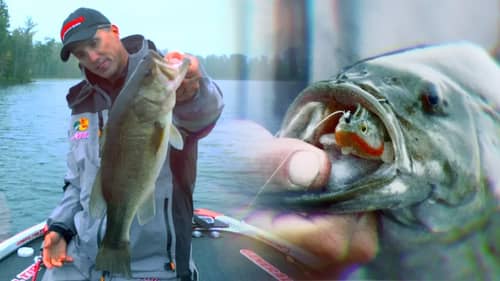 New Swimbait Tactics for Bass in Mixed Cover Areas