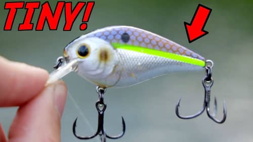 Why You NEED To Try This TINY Crankbait!