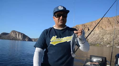 Fishing With The Working Class Zero Battle Shad! Bait Overview! Ft Manny Chee