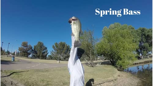 Pond Hopping For Spring Time Bass