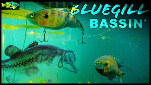 How to Fish Bluegill Swimbaits for Shallow Water Bass