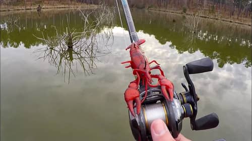 Spawning Bass Destroy New Crawfish Lure!
