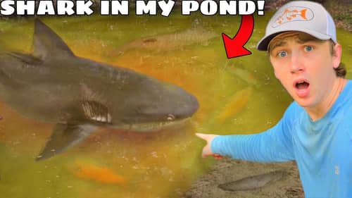 I Caught a Shark in My Pond!
