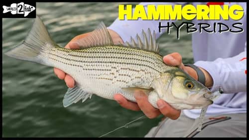Match the Hatch for Hybrid Striped Bass