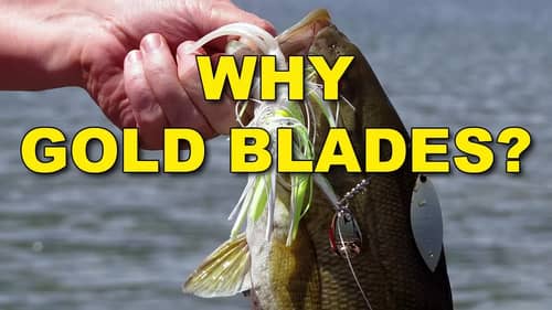 Why Using Gold-Bladed Spinnerbaits is Best | Bass Fishing
