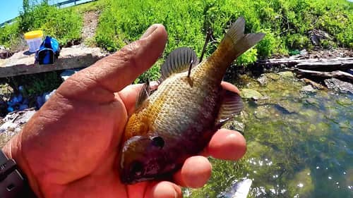 Fishing For BIG Fish With Bluegill As Bait