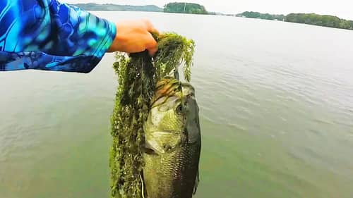 Bass LOVE Grass! Fishing Chatterbaits, Frogs, and Crankbaits!