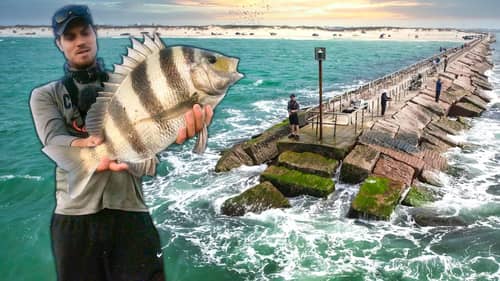 Fish That Dominates Spring Break Jetties - the Issue with Spring Break