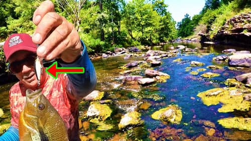 INCREDIBLE Creek Fishing! The ONE Lure That Catches Them ALL!!!