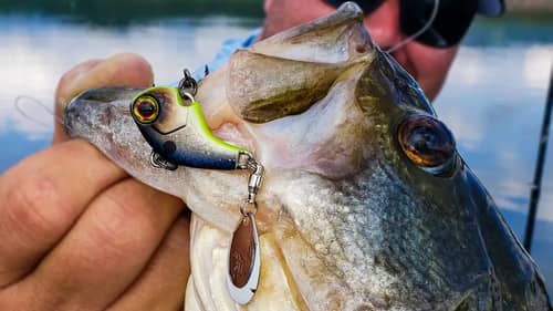 Tail Spins Tricks for Fall and Winter Bass
