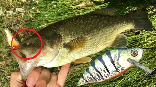 Even A One Eyed Bass Bit This Bait