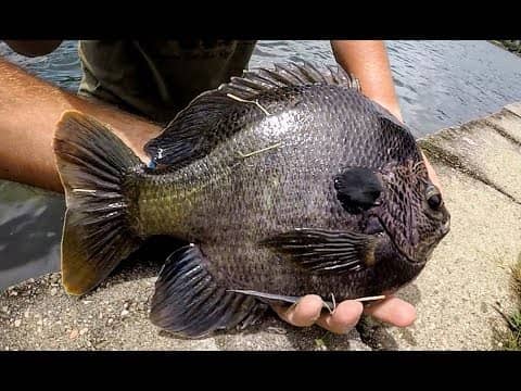 Fishing for the BIGGEST BLUEGILL EVER!