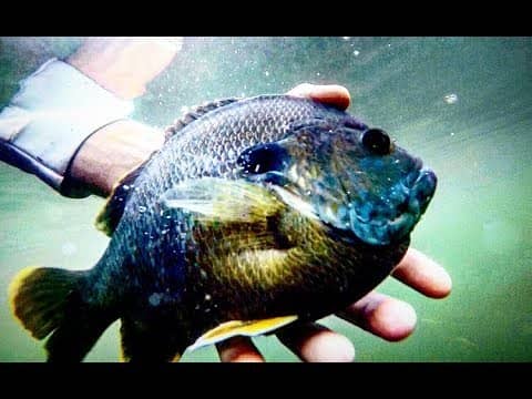 Fishing CRYSTAL CLEAR water for HUGE bluegill and crappie!