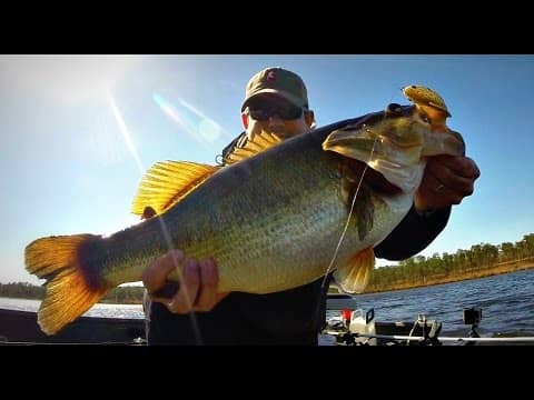 Spring Topwater Bass Fishing Contest - Hosted by BamaBass