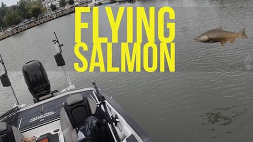 Flying Salmon of Lake Michigan - Salmon Fishing Part 2