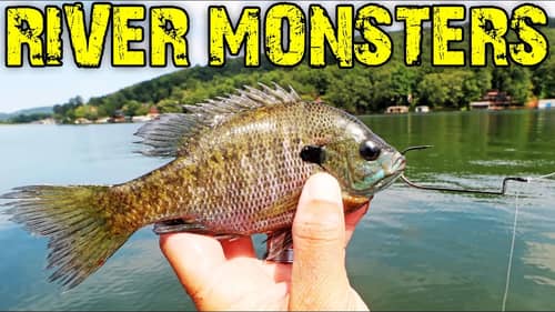 Fishing with LIVE BLUEGILL For BIG CATFISH!! (Tennessee River)