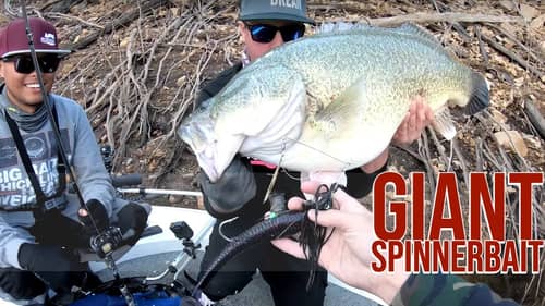 Giant Spinnerbait Giant Fish Big Cod Dreams Episode 5