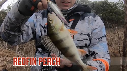 Catch and Cook Redfin Perch  Big Bass Dreams Australia