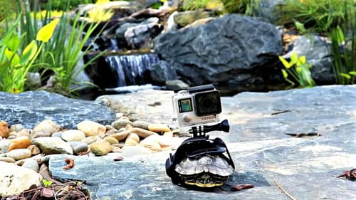 I STRAPPED A GOPRO ON A TURTLE