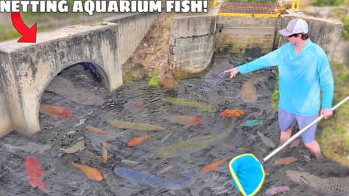 Netting WILD Aquarium Fish in FLOODED SPILLWAY!