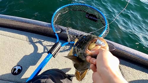 Look at how they EAT the SWIMBAIT!! Smallmouth Fishing on Lake Simcoe!