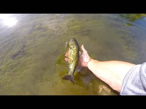 Clear Water Bass LOVE Frogs!