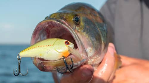 Why You Should Be Fishing Crankbaits