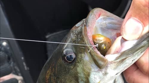Are Bass Becoming Addicted To Prescription Drugs?
