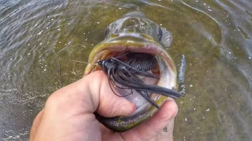 Wade Fishing - Big Fish Surprises